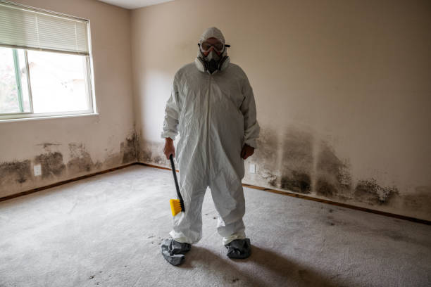 Why You Should Choose Our Mold Remediation Services in Zapata, TX